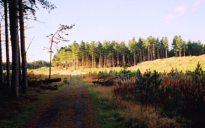 Photo image 6