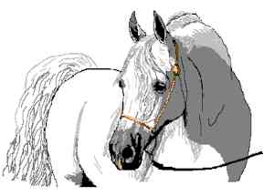 Kinshaldy Stables