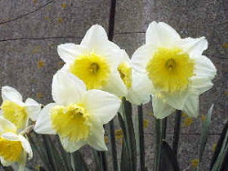 Cream Daffodils