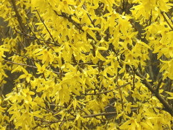 Forsythia