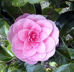 Camelia