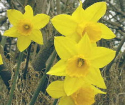 Wild Daffodils