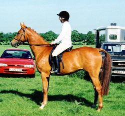 First Ridden Public Show