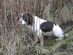 Working Spaniel