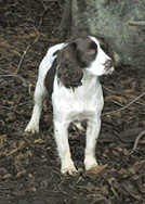 Spaniel