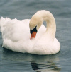 Swan