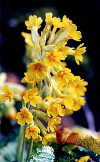 Primula