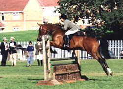 Jumping in Working Riding Horse Class