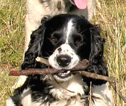 Two 
            
 sticks Sweep